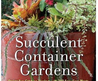 succulent container garden 2  