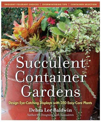 succulent container garden 2