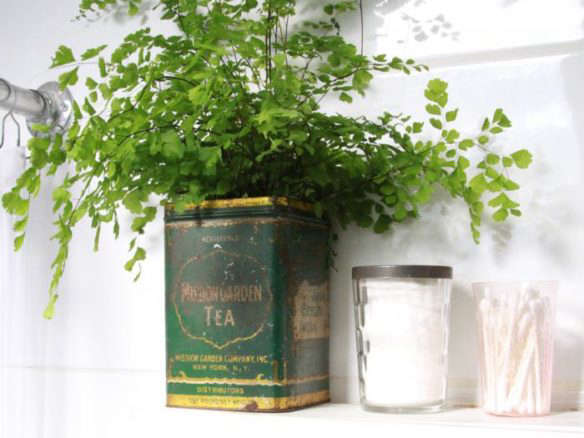 700 button fern in antique tea tin  