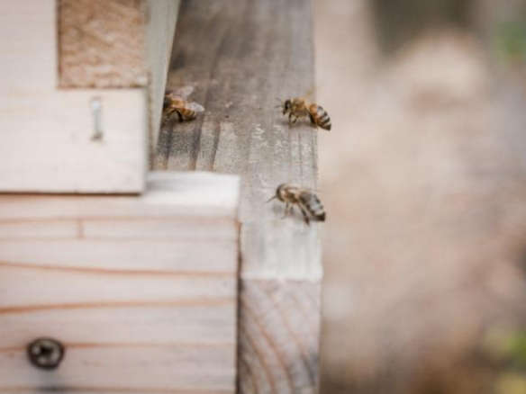 700 backyard beekeeping bees number one  