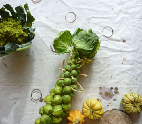 elvis robertson tablecloth brussels sprouts  