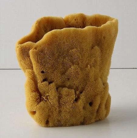 Natural Sponges 