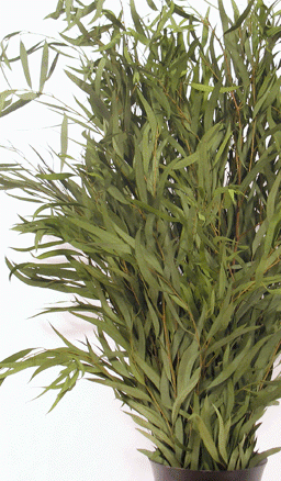 willow eucalyptus 256  