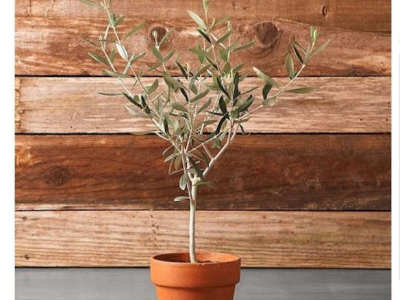 olive tree potted williams sonoma agrarian  