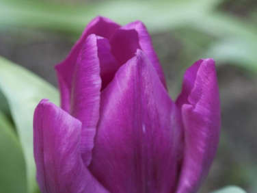 700  jane violet beauty tulip1 1  