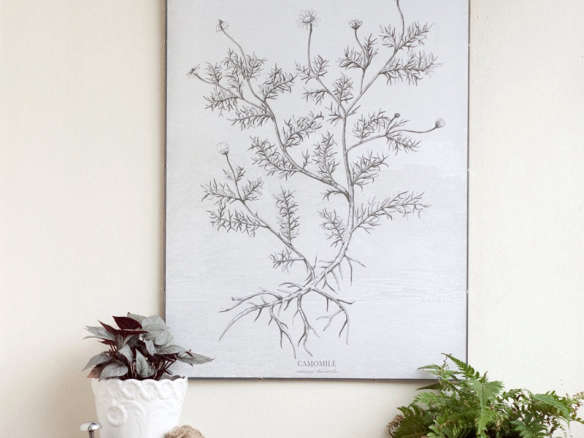 camomile – botanic plant illustration canvas print poster 8