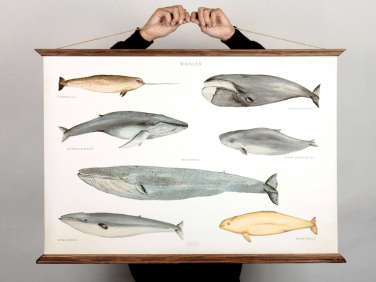 arminho portugal design studio whale poster  
