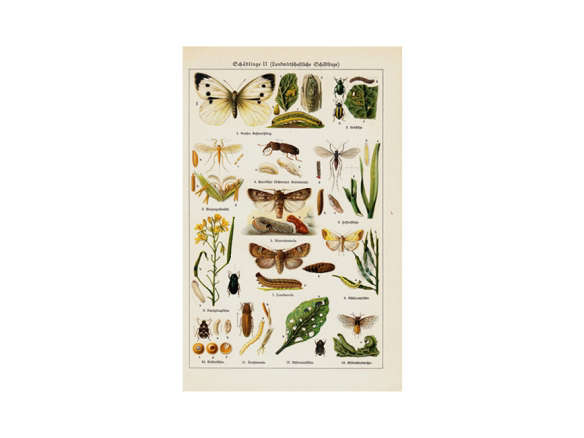 1923 insects chart antique forest insects print 8