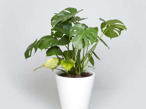 the sill case study floor planter with monstera 1  