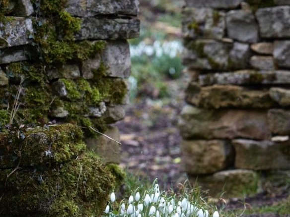 cotswold farm snowdrops galanthus britt willoughby dyer BN2A0095 sharp  