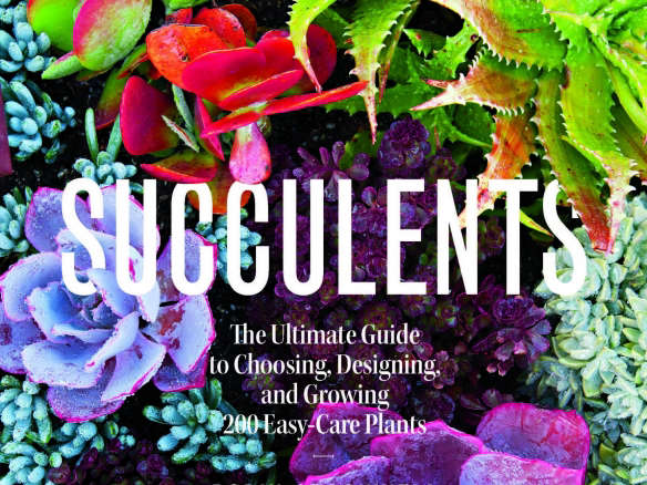 cover sunset succulents book robin stockwell  