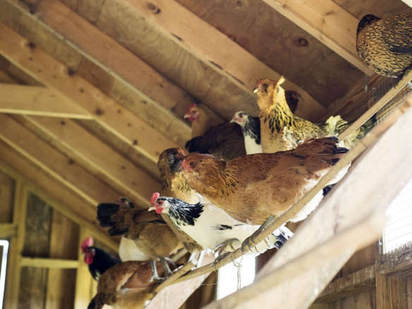 grey barn farm chicken coop interior matthew williams  