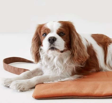 Remodelista Gift Guide 2022 For the Pampered Pet and the Discriminating Pet Parent portrait 14