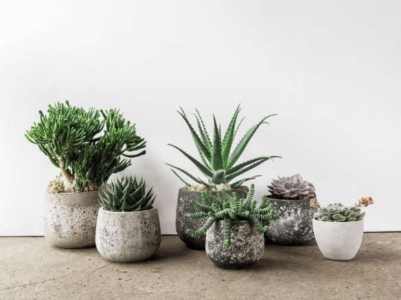 forest plant shop dulwich london succulents concrete pots  