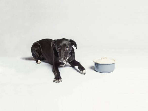 enamel dog food bowl with lid cloud7 cover    