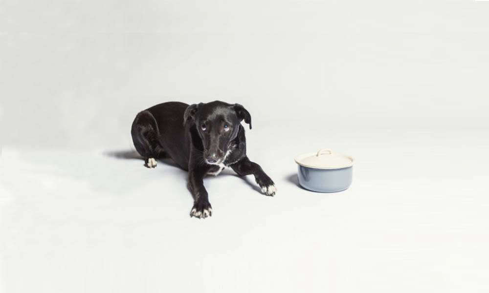 enamel dog food bowl with lid cloud7 cover
