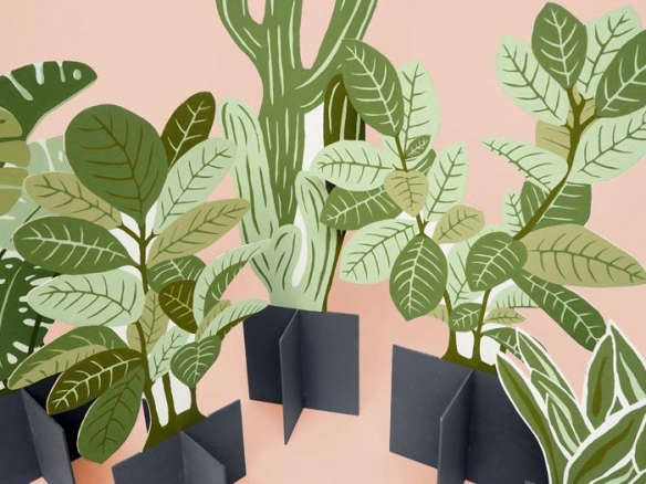 sr flat plants  
