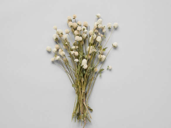 cream globe amaranthus –  dried botanicals 8