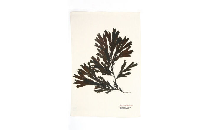 and the seaweed print linen tea towel in serrated wrack (£\15). 16
