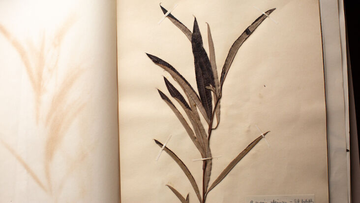 a book from the economic botany collection at kew gardens, which also includes  11