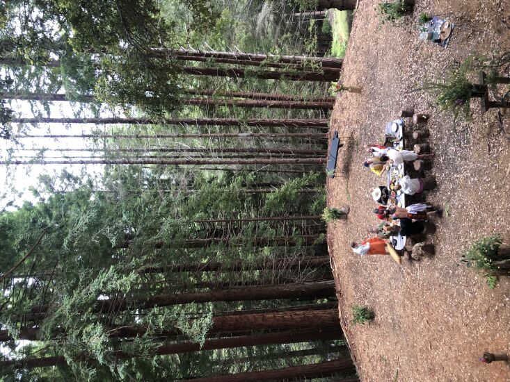 dining amongst the redwoods. 15