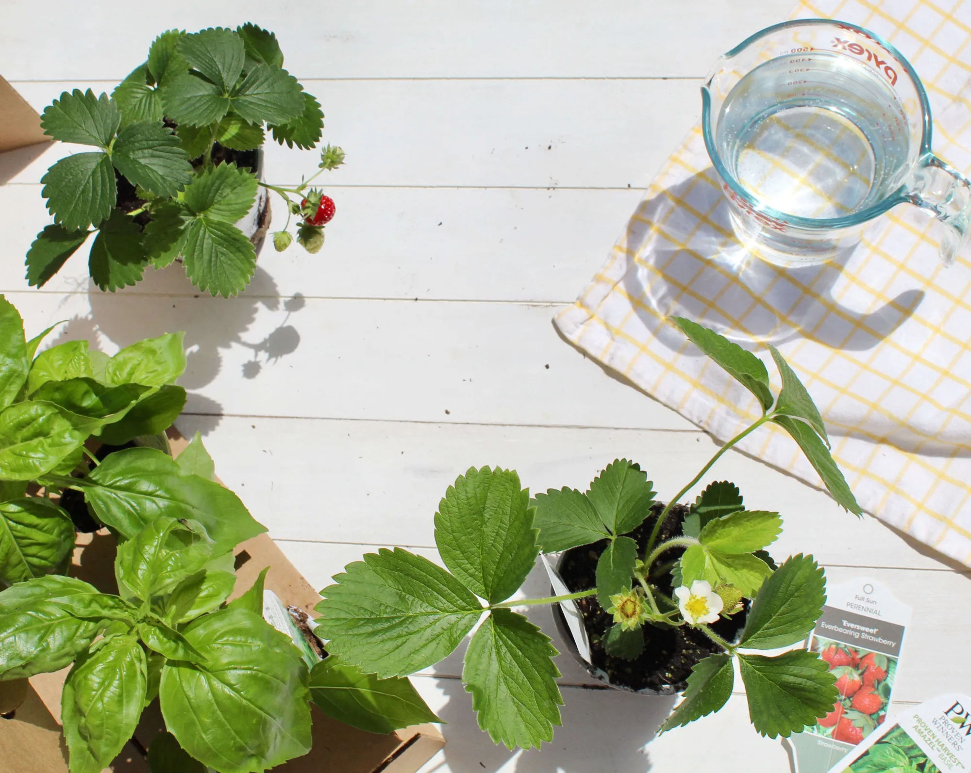 Looking to Add Some Life to Your Space? Plant Package Makes It Easy - Remodelista