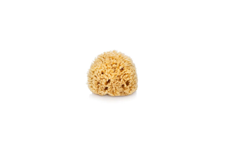 from old whaling co., a sea wool natural sponge is \$\14. 28