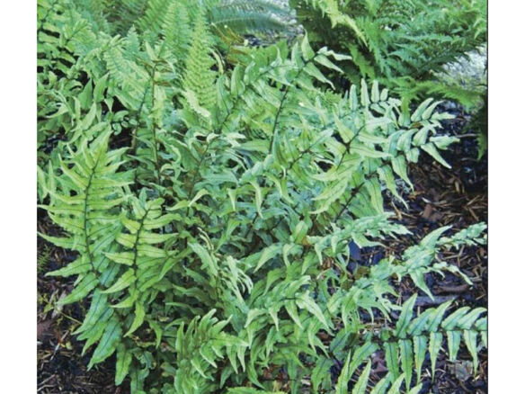 japanese holly fern cyrtomium falcatum rochfordianum 8