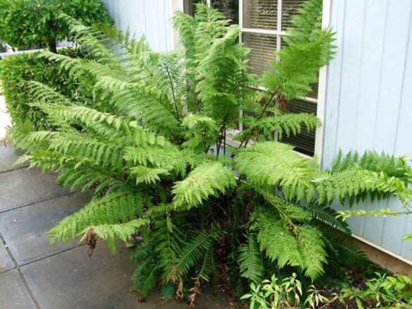 woodwardia fimbriata ‘giant chain fern’ 8