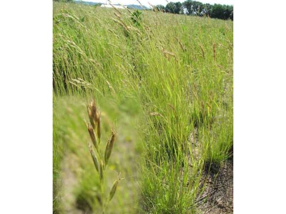 danthonia spicata poverty oat grass main   1 584x438