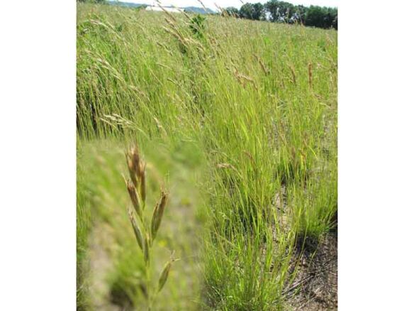 poverty oat grass 8