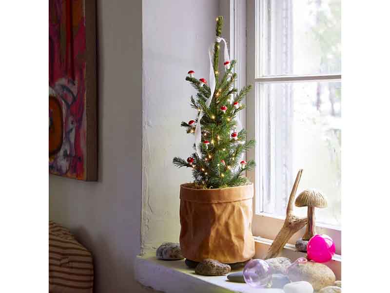 Little Living Tree