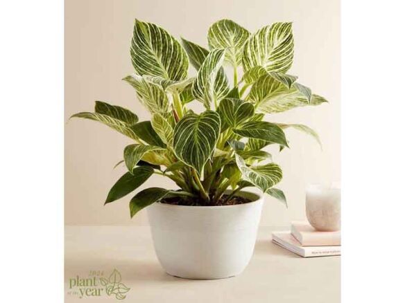 philodendron birkin plant 8