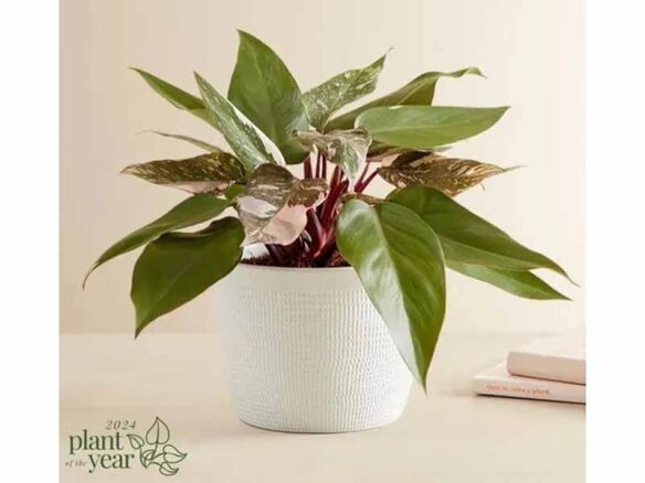 philodendron pink princess plant 8