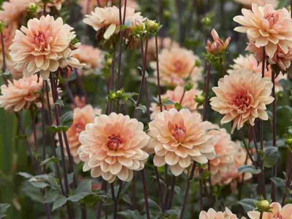 dahlia bulbs (waterlily) – apricot desire 8