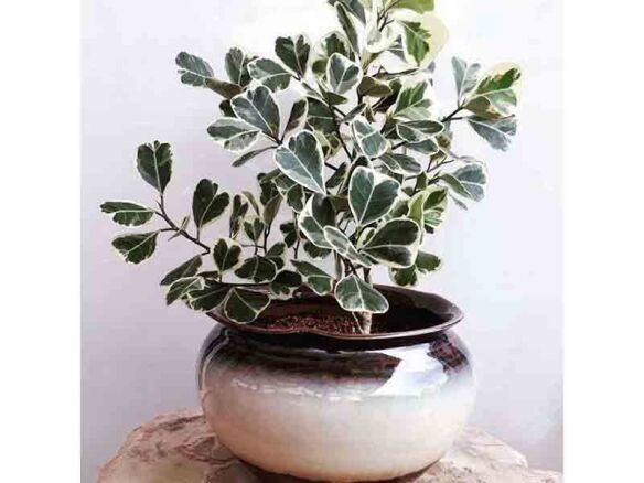 ficus triangularis variegata plant 15