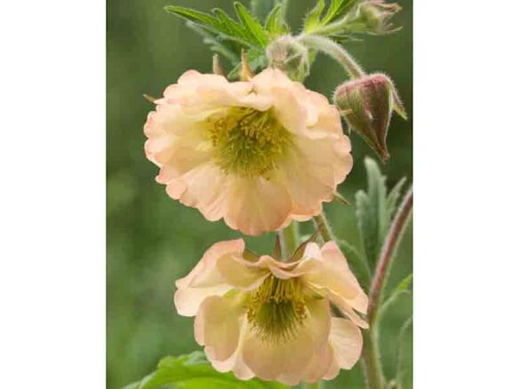 geum apricot pearl 8