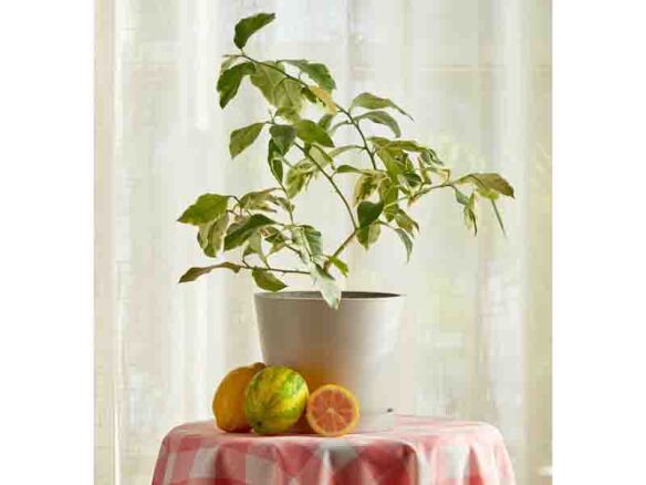 variegated pink lemon tree 8