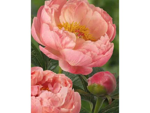 paeonia coral charm 8