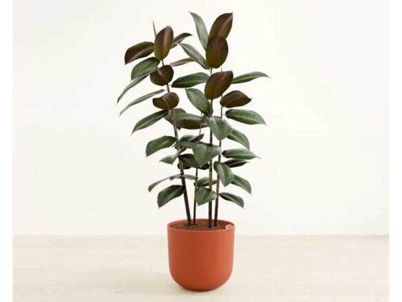 rubber tree h studio baike earth red  