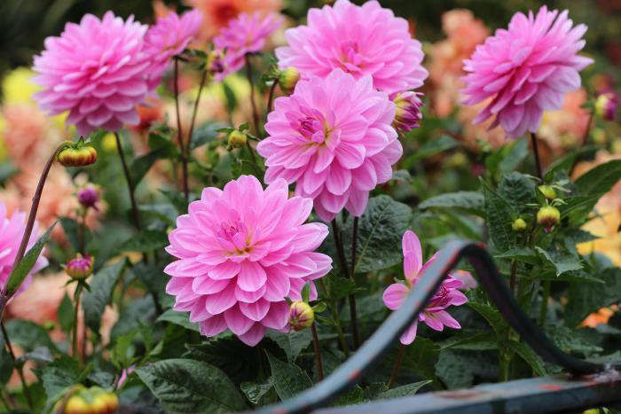 DIY:CreateaFantasyFlowerGarden-Gardenista