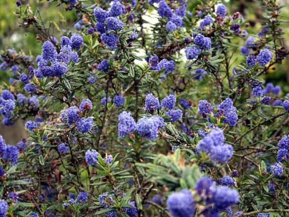 blue blossom ceanothus 9