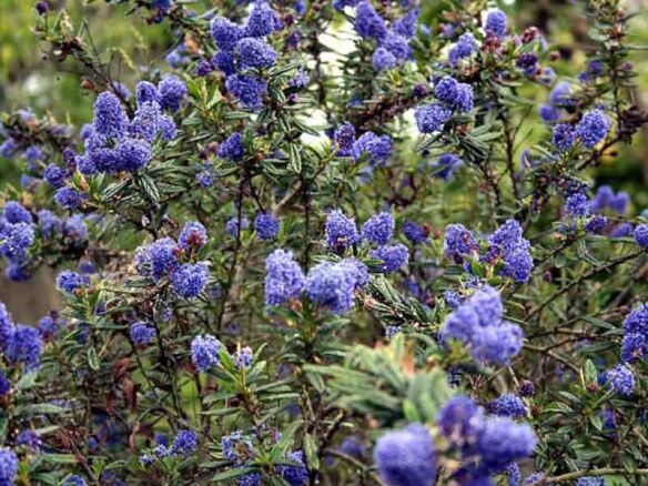 Blue Blossom Ceanothus portrait 3