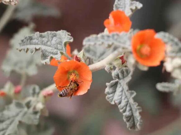 Eriogonum grande rubescens Red Buckwheat portrait 3 11