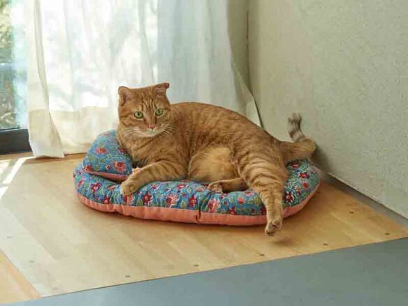 cat bed from orneko tokyo  