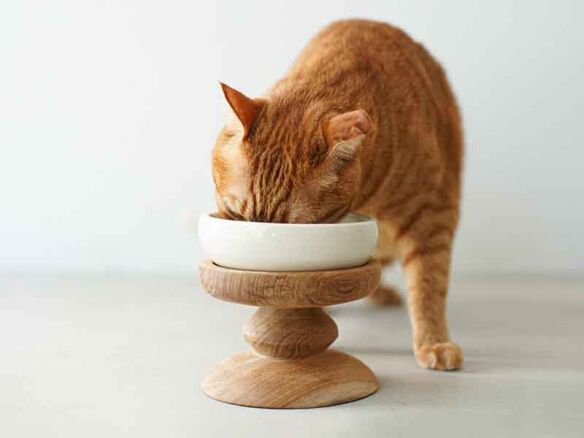 elevated cat bowl on wooden stand from orneko tokyo 1  