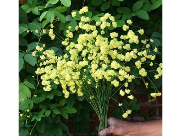 ella nelson’s yellow’ buckwheat 9