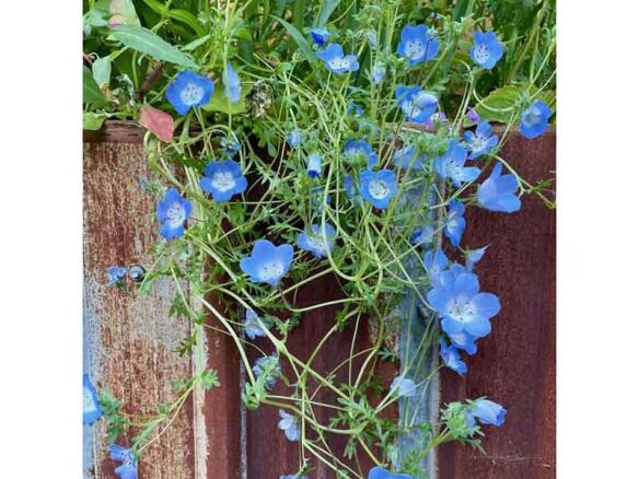 lobelia erinus magadi compact dark blue   1 584x438