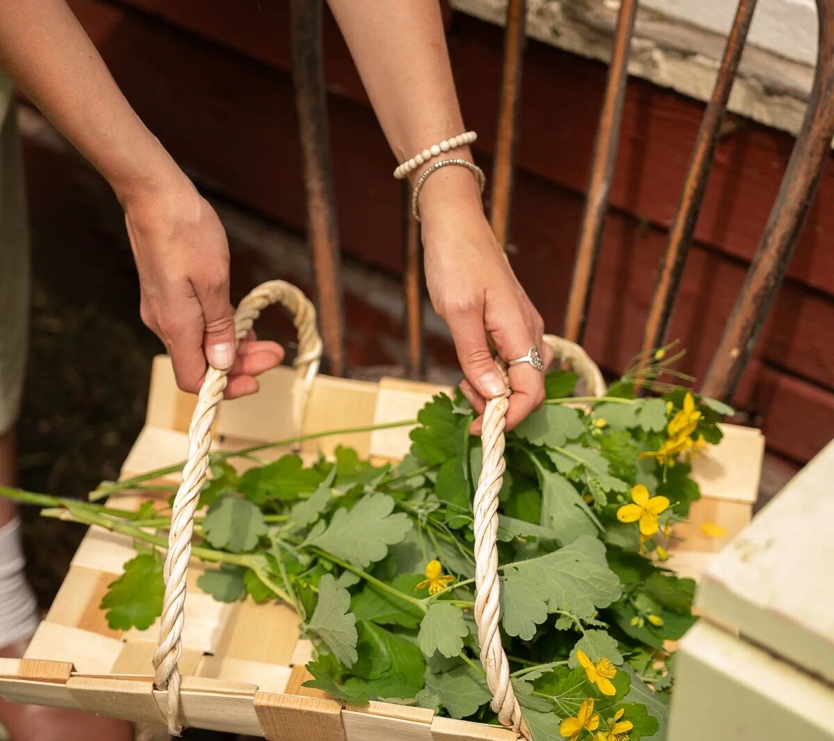 harvest basket june home supply  