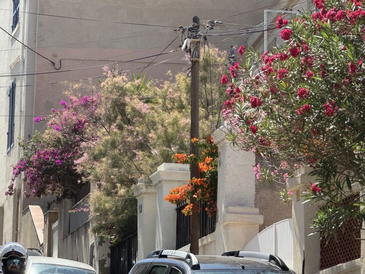 bougainvillea, oleander and tamarisk spill over fences in malmousque. 33